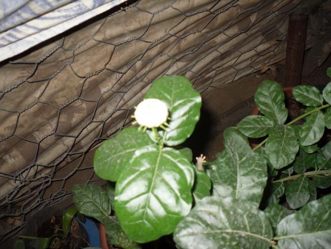 Name:  SDC11176 copy.jpg
Views: 693
Size:  56.6 KB