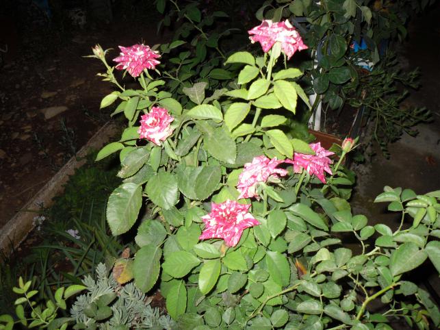 Name:  SDC11178 copy.jpg
Views: 669
Size:  70.6 KB