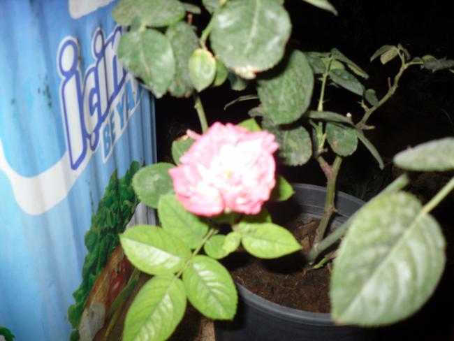 Name:  SDC11179 copy.jpg
Views: 918
Size:  39.4 KB