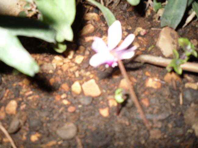 Name:  SDC11189 copy.jpg
Views: 695
Size:  39.4 KB