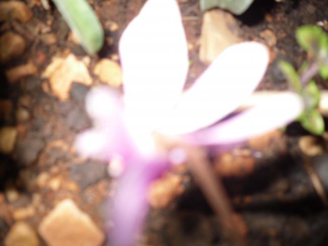 Name:  SDC11190 copy.jpg
Views: 683
Size:  26.2 KB