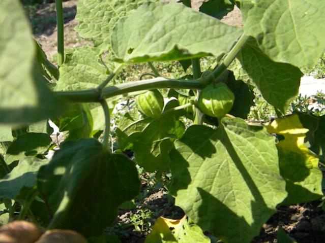 Name:  Resim 011.jpg
Views: 1813
Size:  52.1 KB