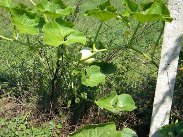 Name:  Resim 026.jpg
Views: 2483
Size:  71.5 KB