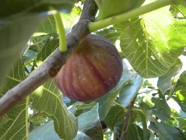 Name:  Resim 036.jpg
Views: 1838
Size:  48.0 KB