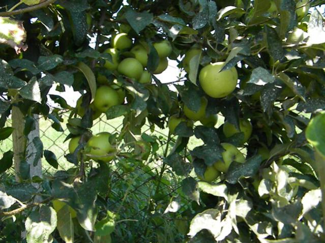 Name:  Resim 022.jpg
Views: 2452
Size:  66.0 KB