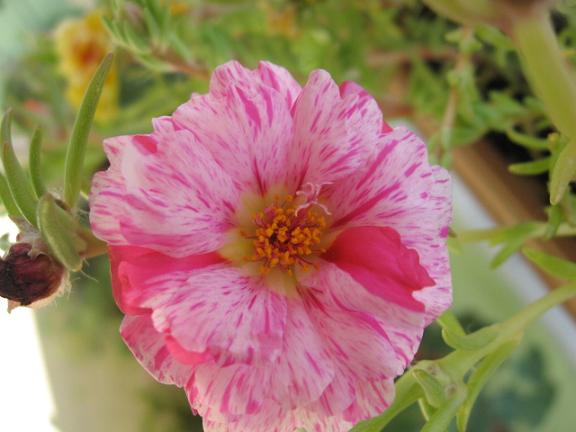 Name:  ebruli ipek.JPG
Views: 1376
Size:  40.6 KB