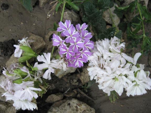 Name:  beyaz .JPG
Views: 1305
Size:  53.2 KB