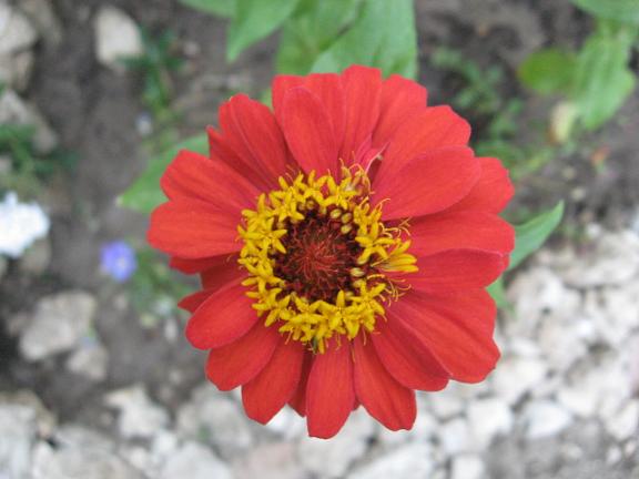 Name:  zinnia.JPG
Views: 1358
Size:  38.8 KB