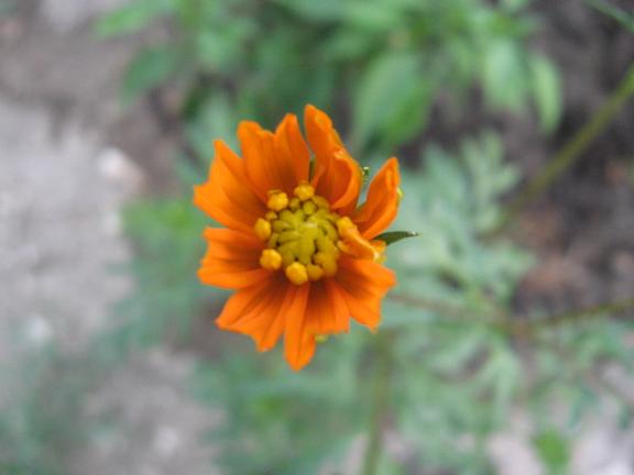 Name:  turuncu.JPG
Views: 1392
Size:  28.0 KB