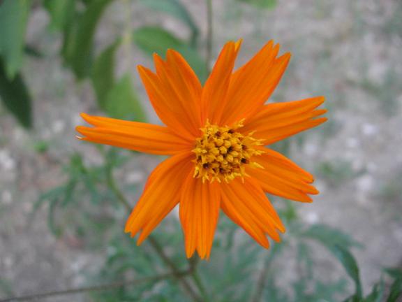 Name:  turuncu .JPG
Views: 1651
Size:  32.0 KB
