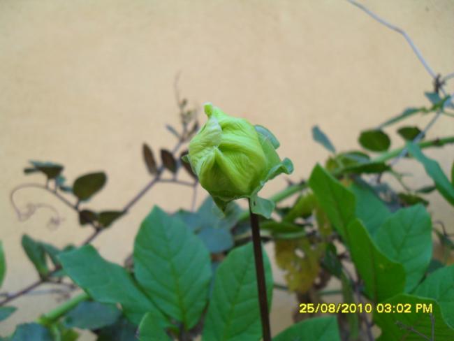 Name:  002.jpg
Views: 498
Size:  27.2 KB