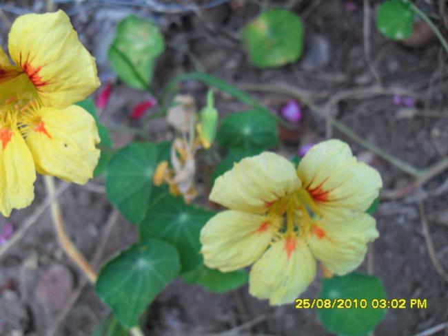 Name:  005.jpg
Views: 457
Size:  33.9 KB