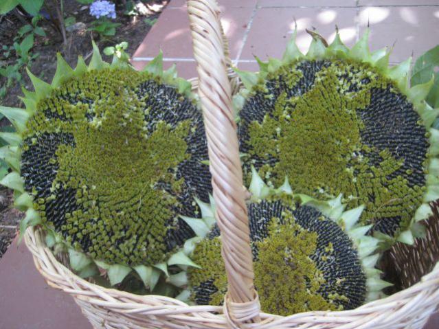 Name:  IMG_3456.jpg
Views: 783
Size:  67.2 KB