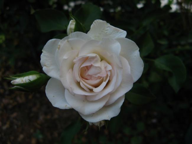 Name:  gl.jpg
Views: 1123
Size:  23.2 KB