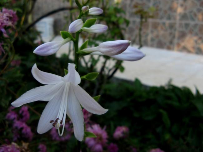 Name:  hostaa.jpg
Views: 814
Size:  32.1 KB