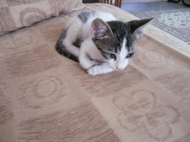 Name:  SDC11130 copy.jpg
Views: 619
Size:  40.9 KB