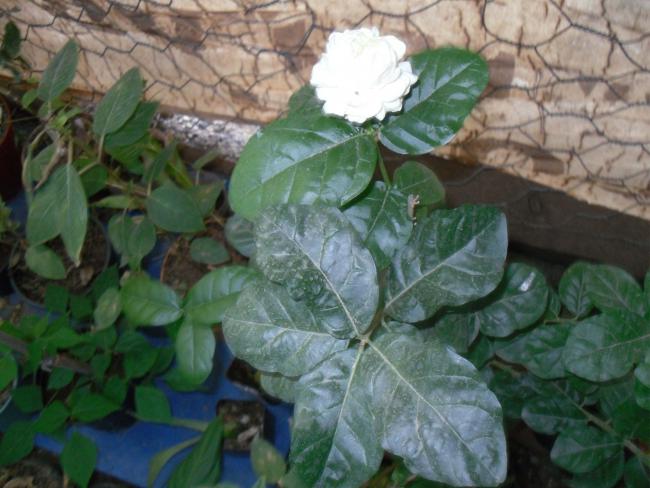 Name:  SDC11202 copy.jpg
Views: 635
Size:  47.8 KB