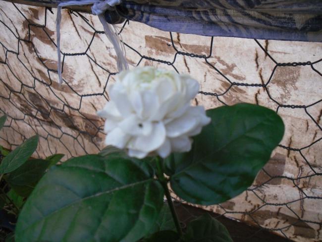 Name:  SDC11203 copy.jpg
Views: 632
Size:  49.2 KB