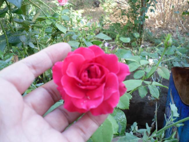 Name:  SDC11205 copy.jpg
Views: 635
Size:  51.8 KB