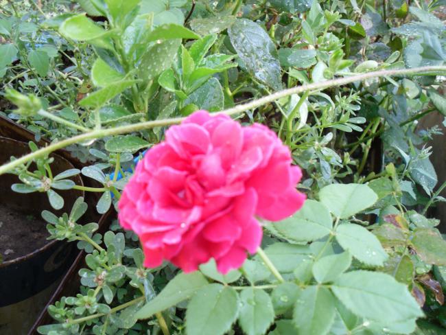 Name:  SDC11206 copy.jpg
Views: 670
Size:  66.0 KB