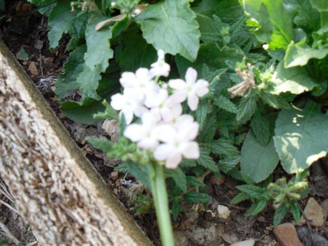 Name:  SDC11210 copy.jpg
Views: 625
Size:  56.2 KB