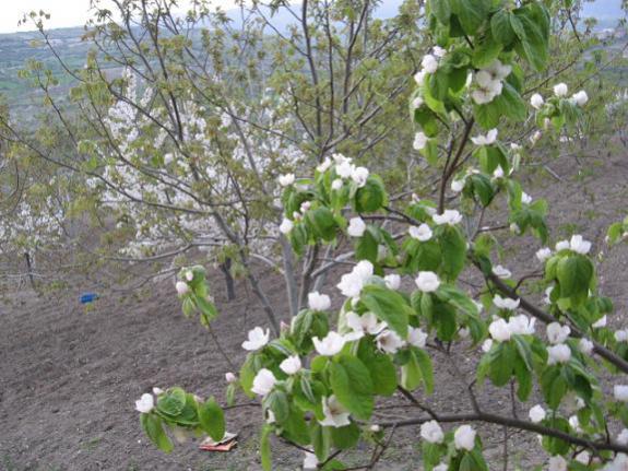 Name:  biraz da bahar.jpg
Views: 1583
Size:  57.0 KB