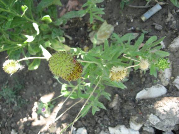 Name:  gayret iei yaprak ve tohumu.JPG
Views: 1218
Size:  53.2 KB