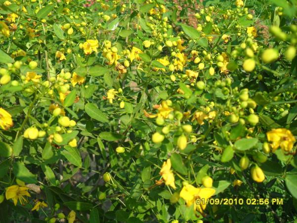 Name:  001.jpg
Views: 484
Size:  72.9 KB