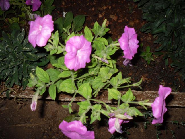 Name:  SDC11248 copy.jpg
Views: 625
Size:  57.0 KB