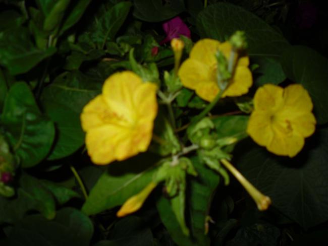 Name:  SDC11249 copy.jpg
Views: 620
Size:  28.3 KB