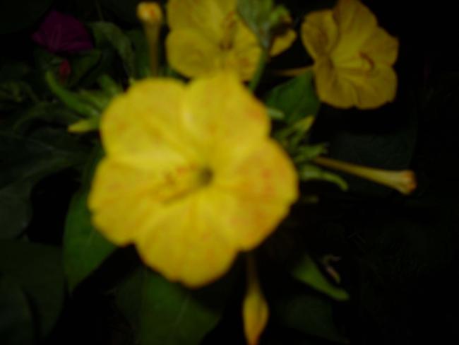 Name:  SDC11250 copy.jpg
Views: 597
Size:  18.6 KB