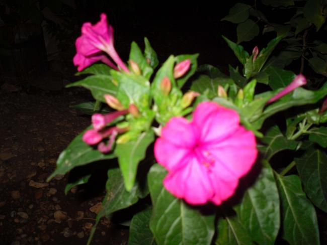 Name:  SDC11252 copy.jpg
Views: 600
Size:  35.8 KB