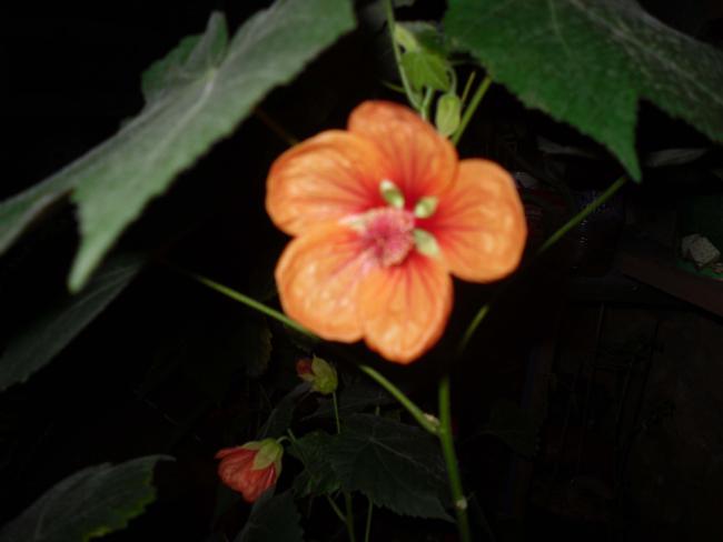 Name:  SDC11253 copy.jpg
Views: 615
Size:  23.0 KB