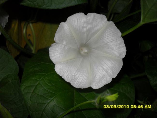 Name:  009.jpg
Views: 962
Size:  28.8 KB