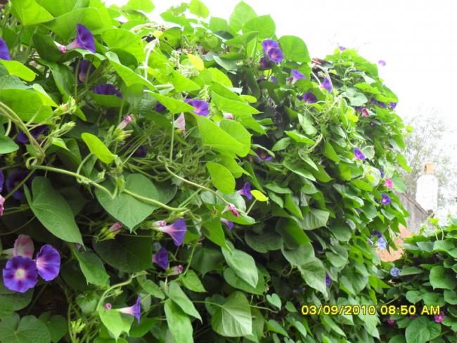 Name:  023.jpg
Views: 998
Size:  68.7 KB