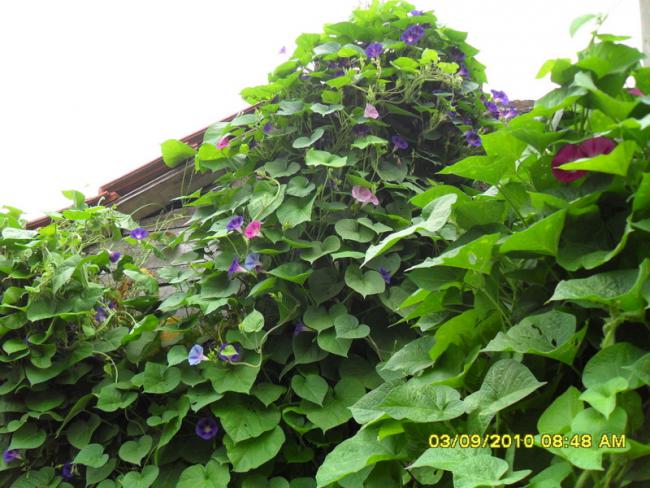 Name:  018.jpg
Views: 936
Size:  61.8 KB