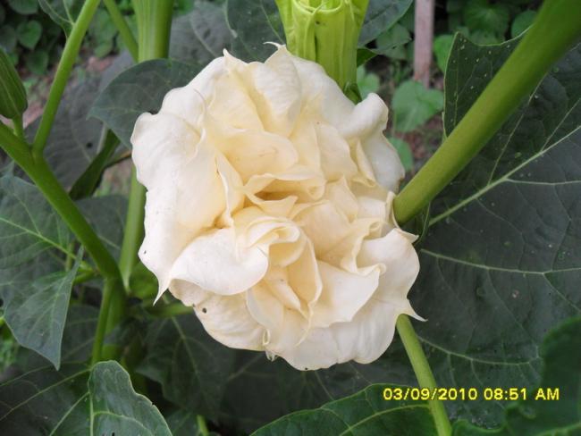 Name:  025.jpg
Views: 957
Size:  39.6 KB