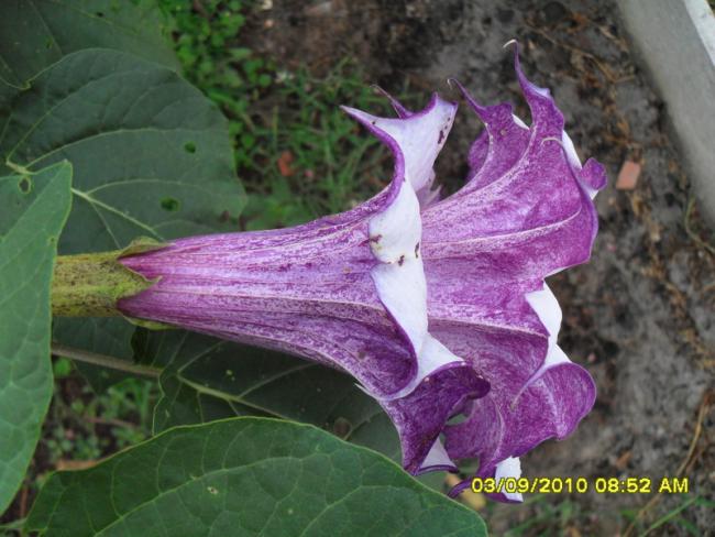 Name:  027.jpg
Views: 942
Size:  50.2 KB