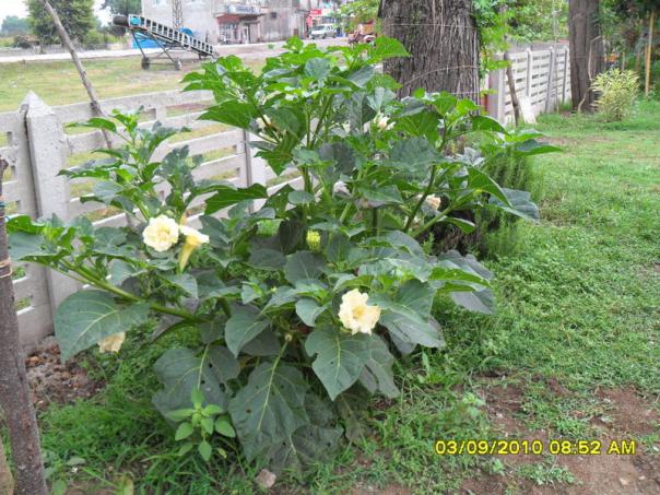 Name:  028.jpg
Views: 946
Size:  71.6 KB