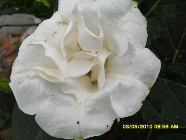 Name:  040.jpg
Views: 934
Size:  29.6 KB