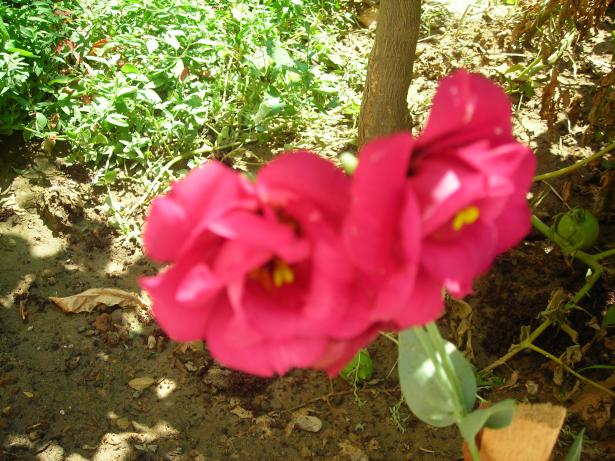 Name:  DSCN3115.jpg
Views: 537
Size:  71.0 KB