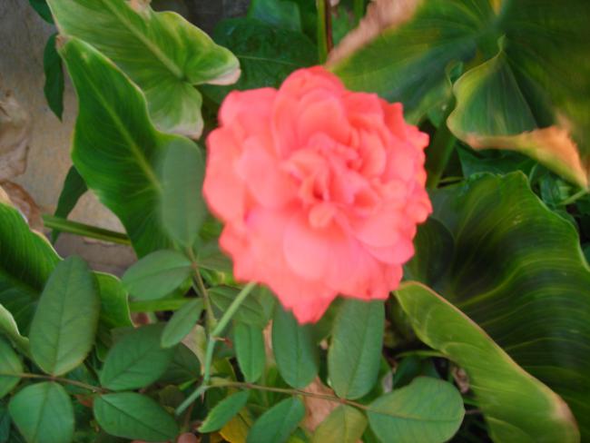 Name:  DSCN3155.jpg
Views: 539
Size:  36.0 KB