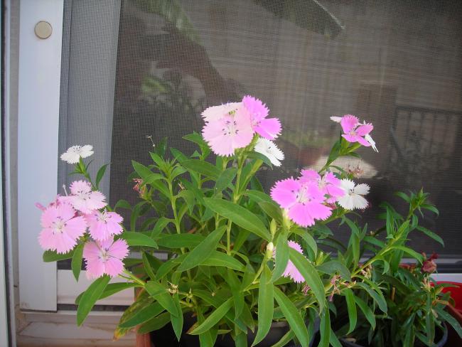 Name:  DSCN3156.jpg
Views: 535
Size:  56.9 KB