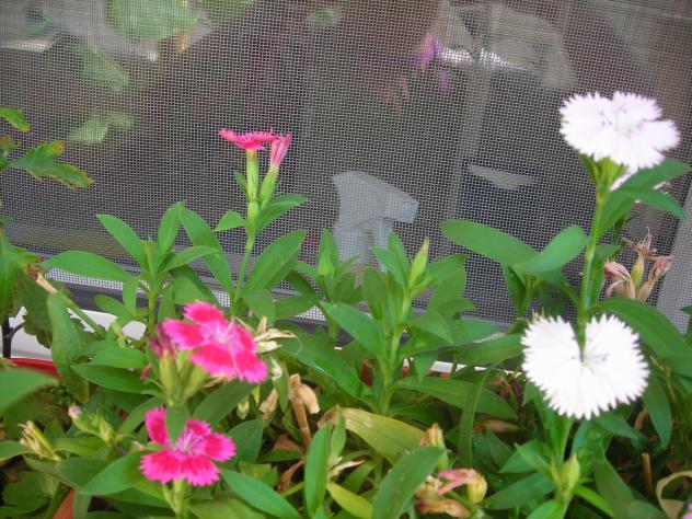 Name:  DSCN3157.jpg
Views: 532
Size:  69.9 KB