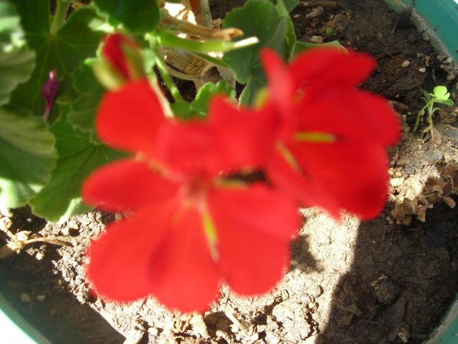 Name:  DSCN3172.jpg
Views: 522
Size:  47.7 KB