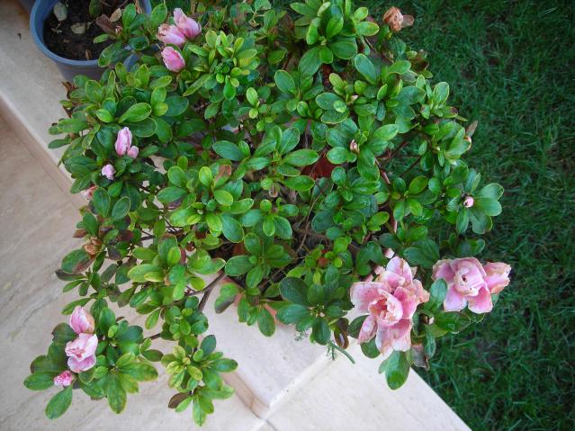 Name:  DSCN3175.jpg
Views: 541
Size:  69.8 KB
