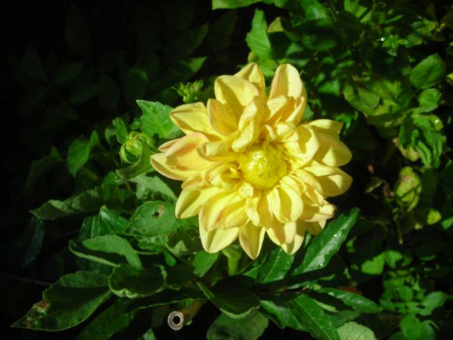 Name:  DSCN3182.jpg
Views: 511
Size:  44.5 KB