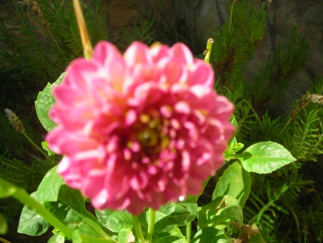 Name:  DSCN3184.jpg
Views: 555
Size:  45.1 KB
