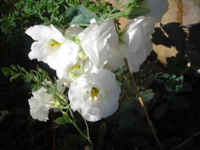 Name:  DSCN3187.jpg
Views: 536
Size:  37.6 KB