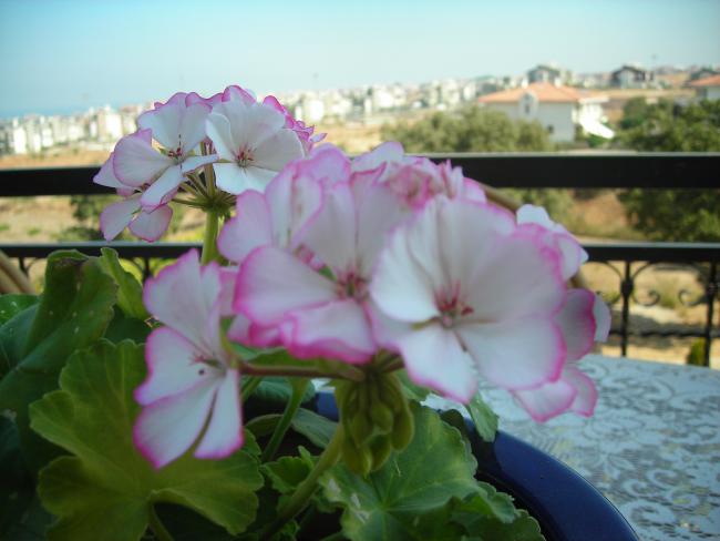 Name:  DSCN3199.jpg
Views: 566
Size:  36.8 KB